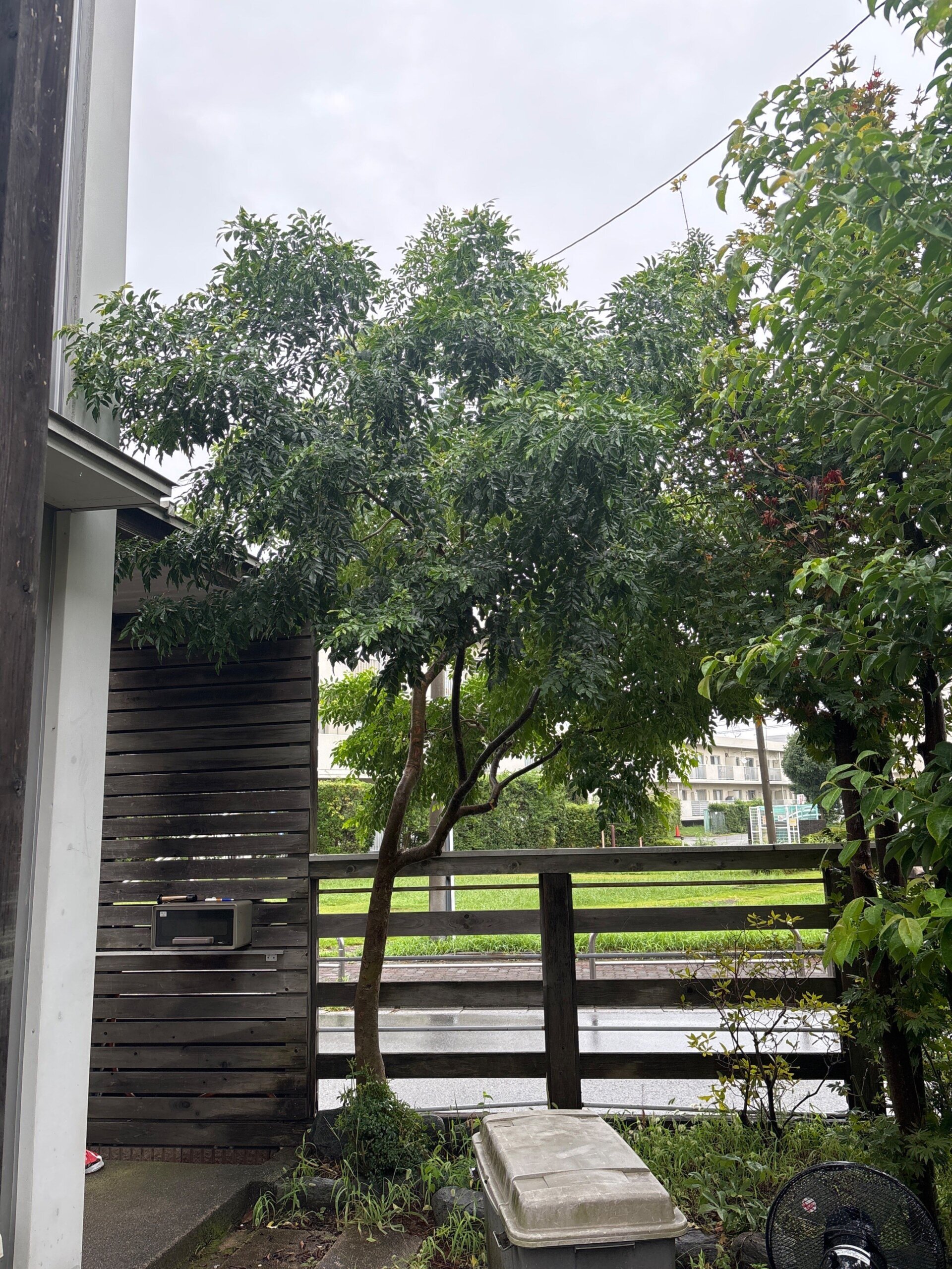 シマトネリコ、常緑ヤマボウシ剪定ほか@府中市_作業前01