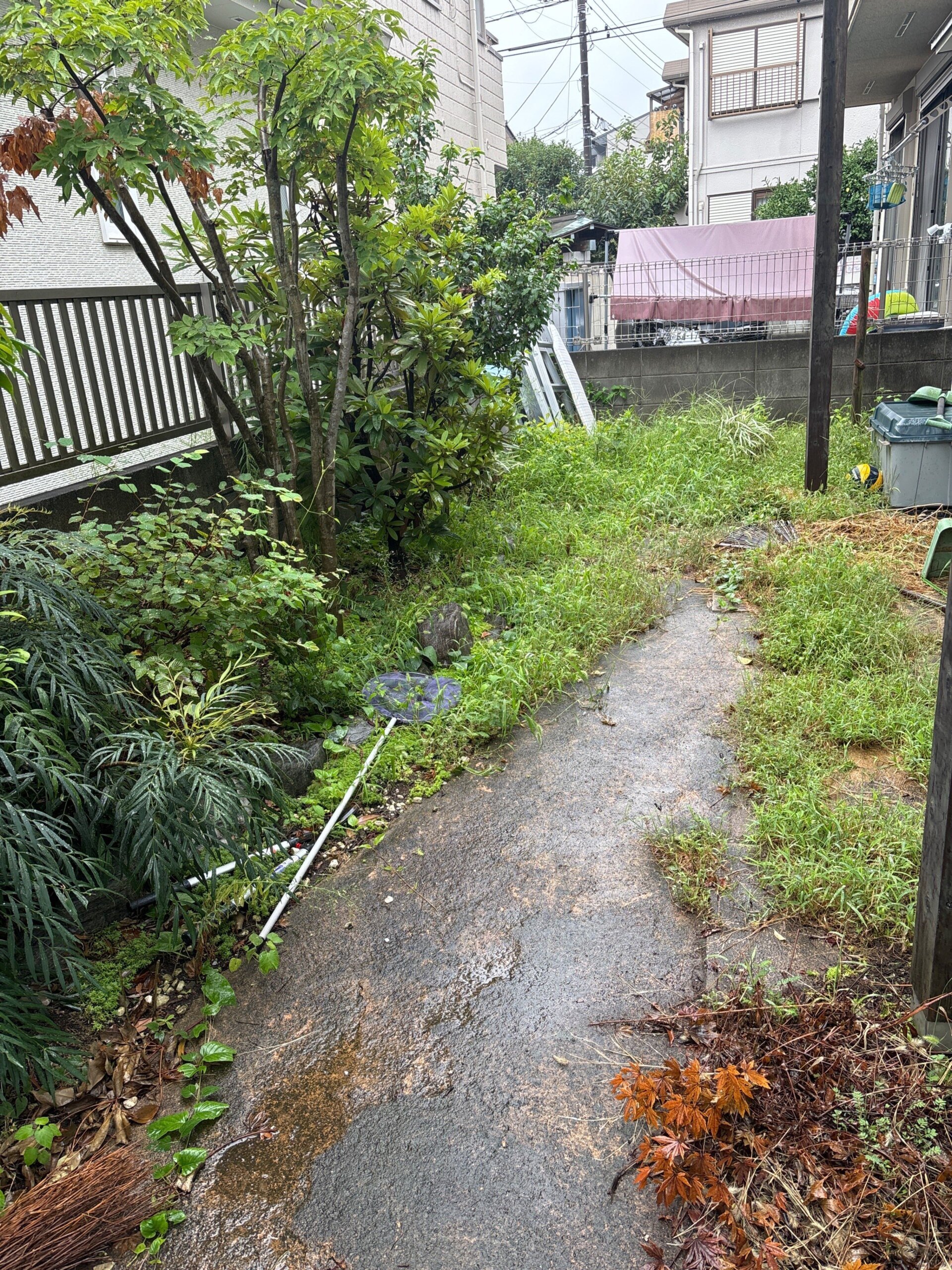 シマトネリコ、常緑ヤマボウシ剪定ほか@府中市_作業前02