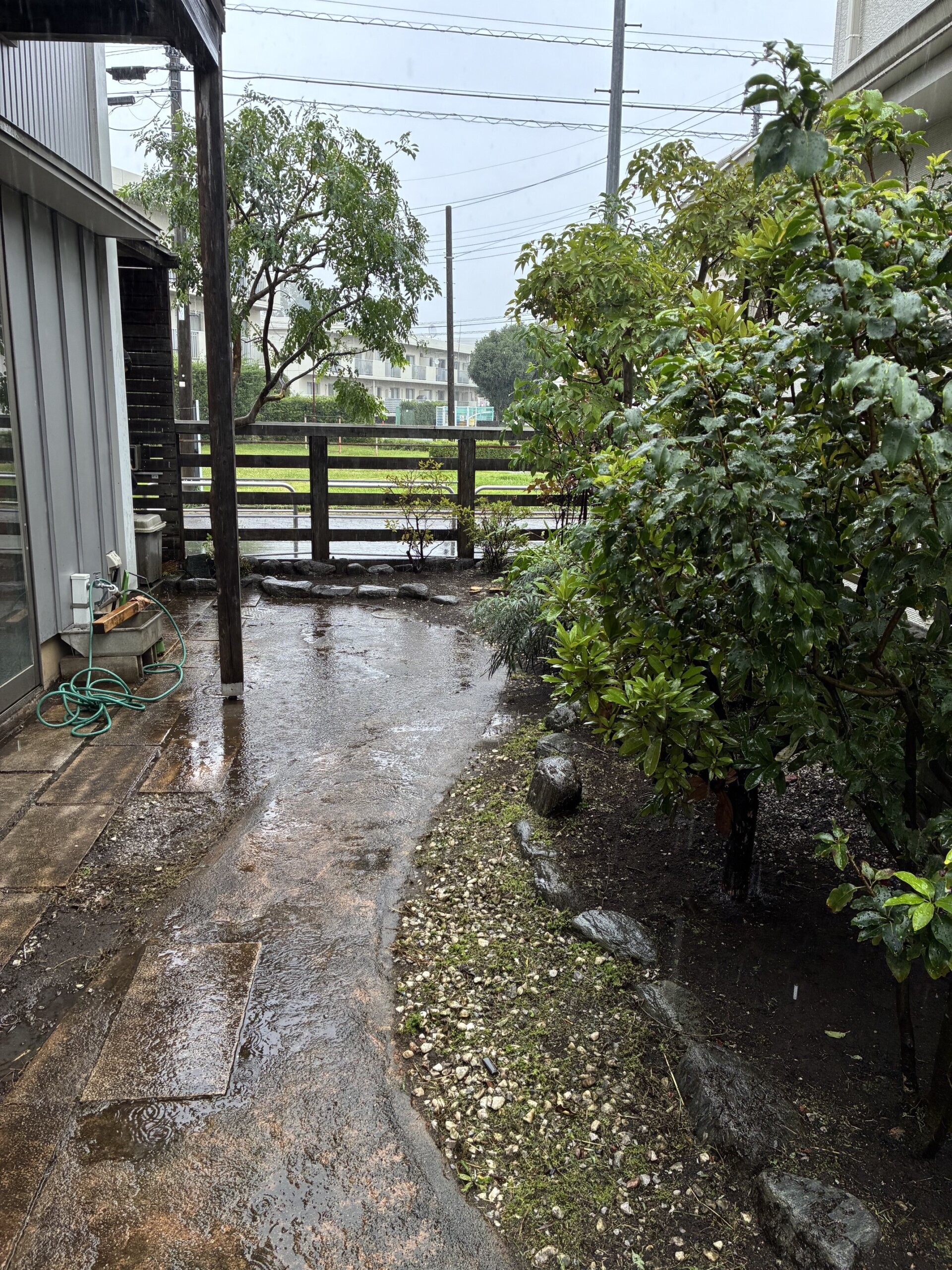 シマトネリコ、常緑ヤマボウシ剪定ほか@府中市_作業後02