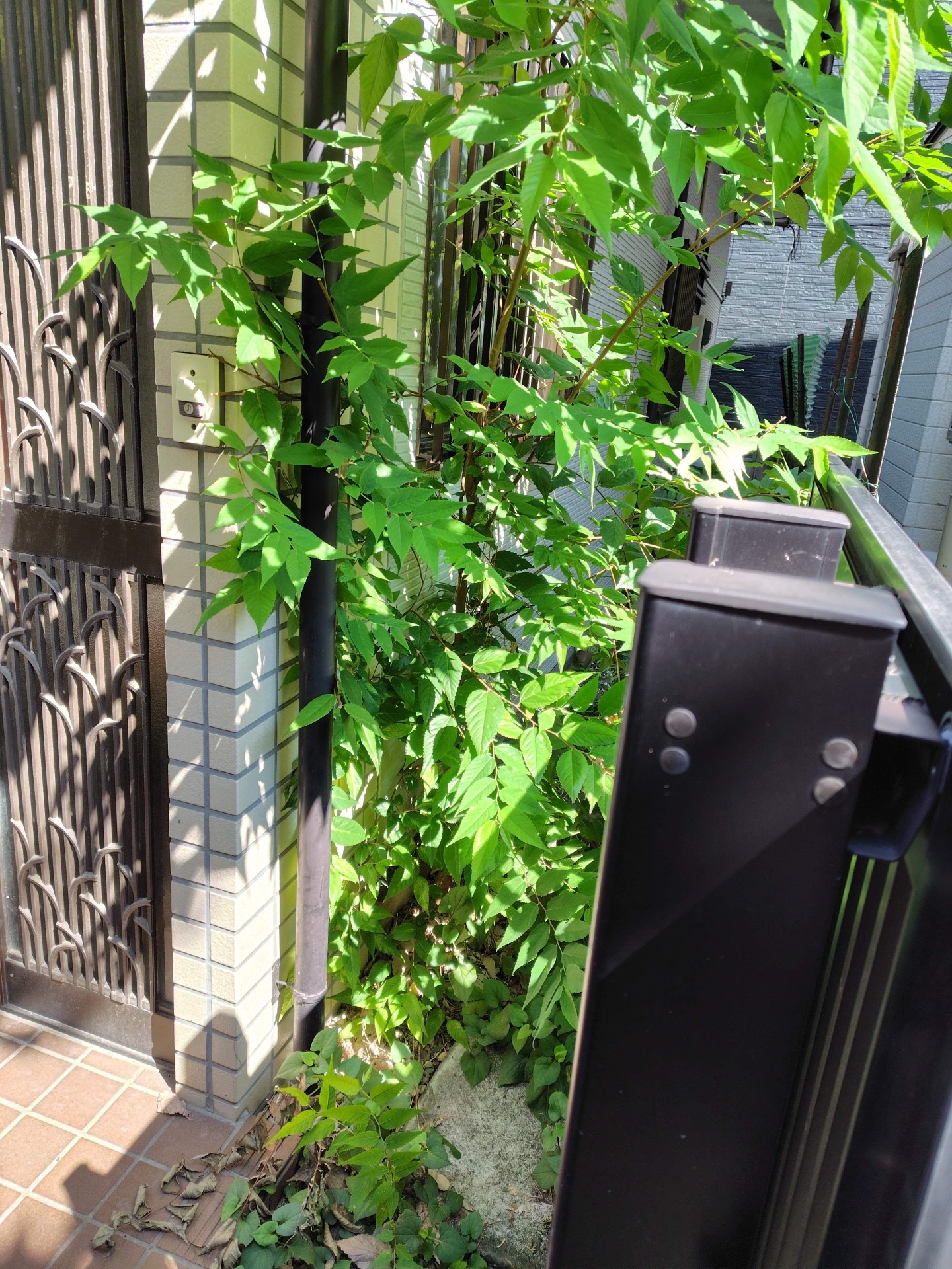 ドウダンツツジ、ハランなど伐採抜根＠練馬区 作業前1