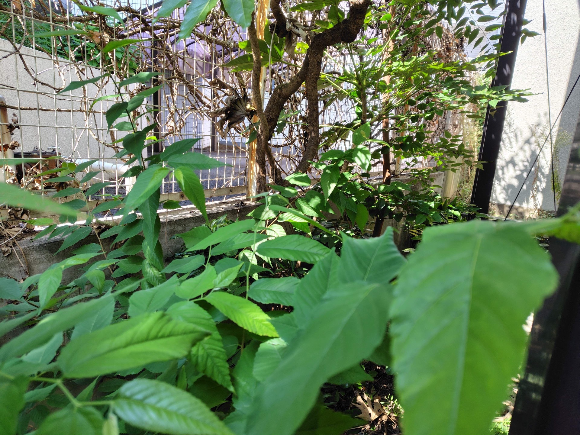 ドウダンツツジ、ハランなど伐採抜根＠練馬区 作業前 2