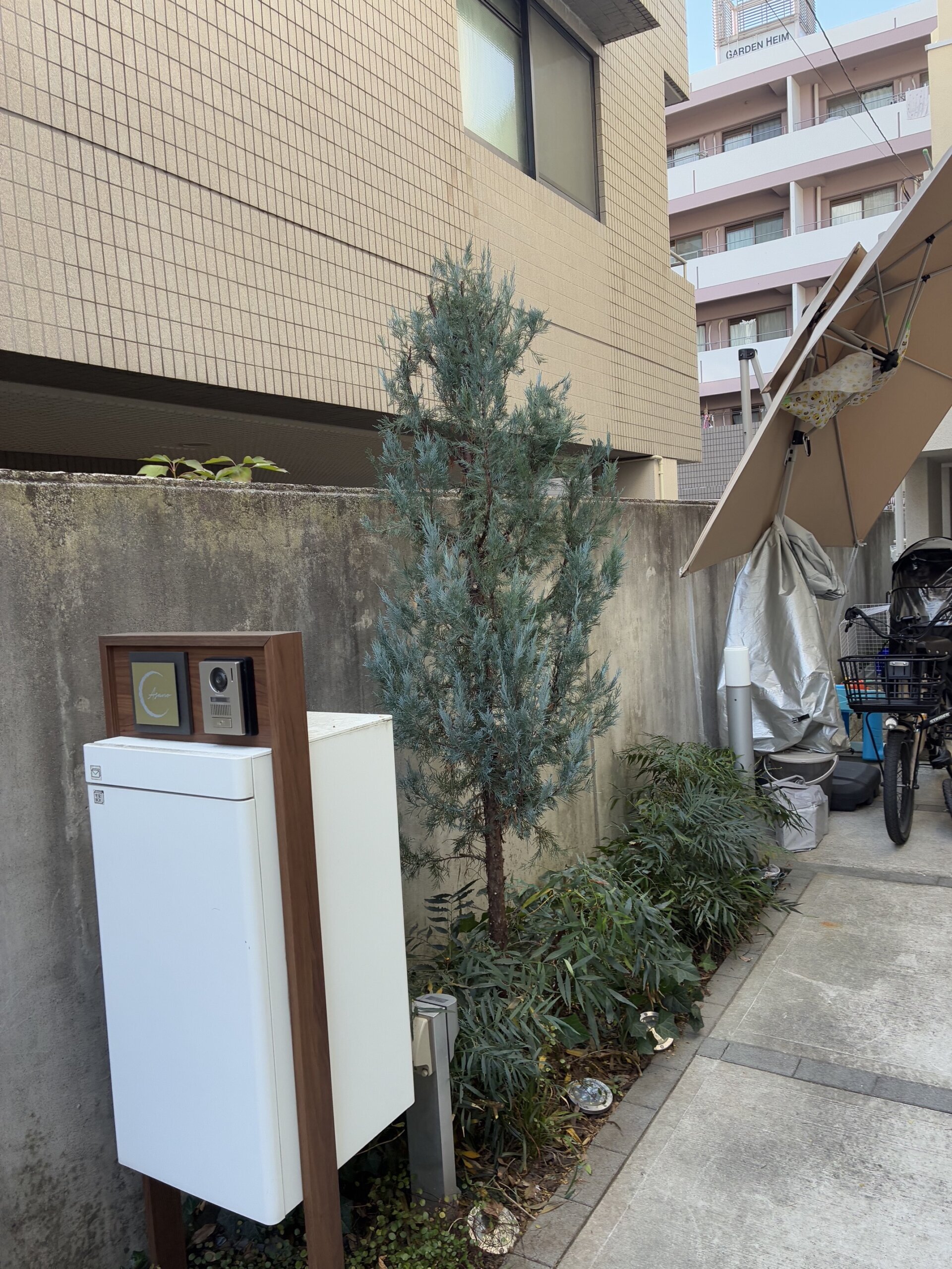 コニファー剪定と伐採、下草整理＠世田谷区 作業後