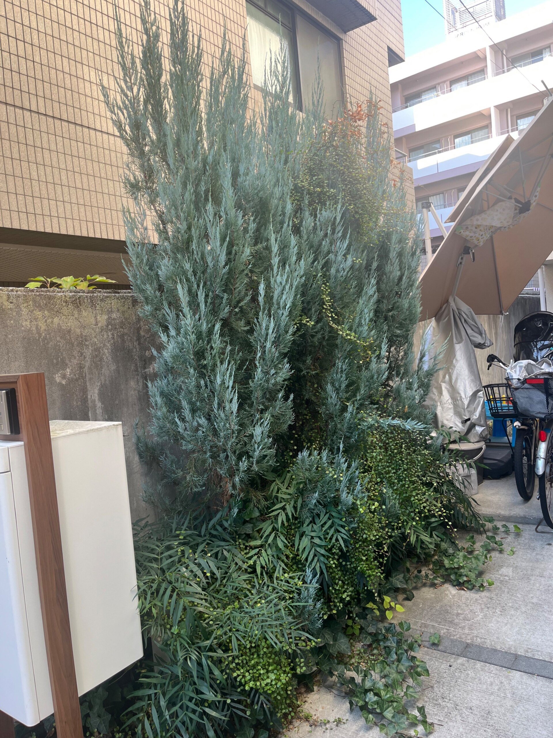 コニファー剪定と伐採、下草整理＠世田谷区 作業前