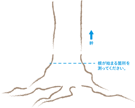 幹周り計測位置の目安
