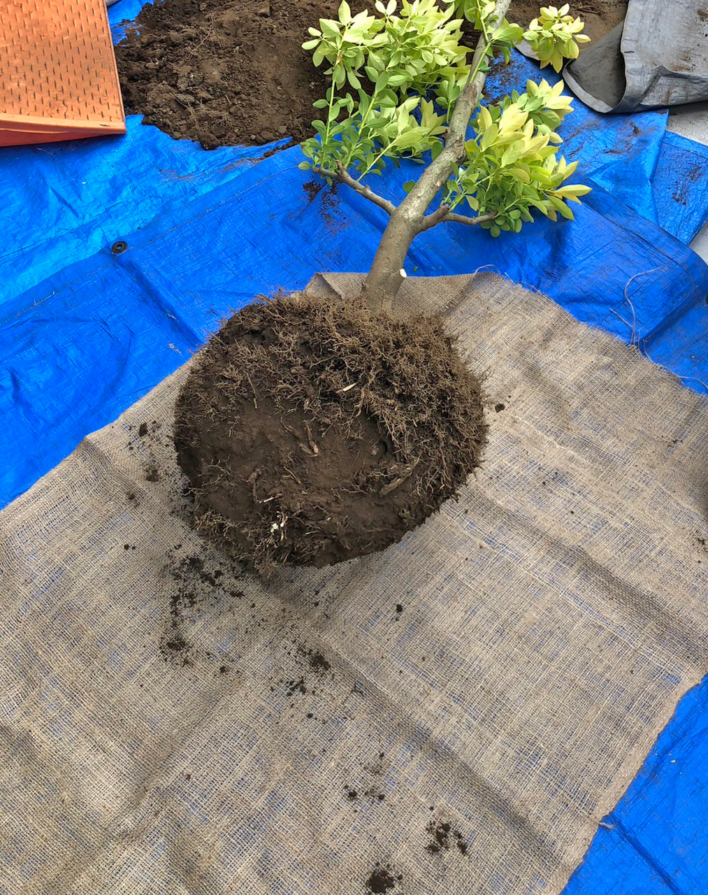 根巻きを行う様子