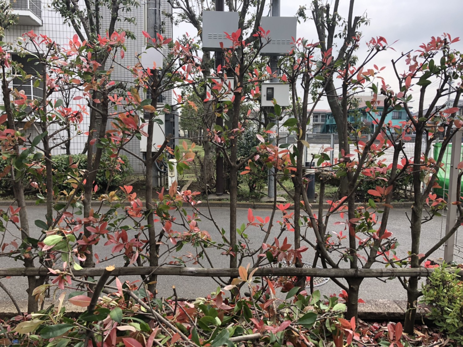 レッドロビンの生垣 | 【冬割15%実施中】フルヤガーデン｜東京都小平市