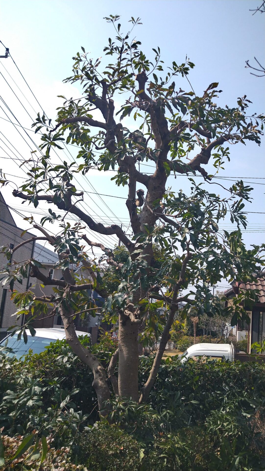 時間をかけて樹形を作り変えていく高木のヤマモモ フルヤガーデン 東京都小平市の植木屋 剪定 伐採 造園工事