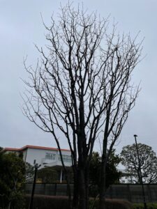 桜の高木の剪定