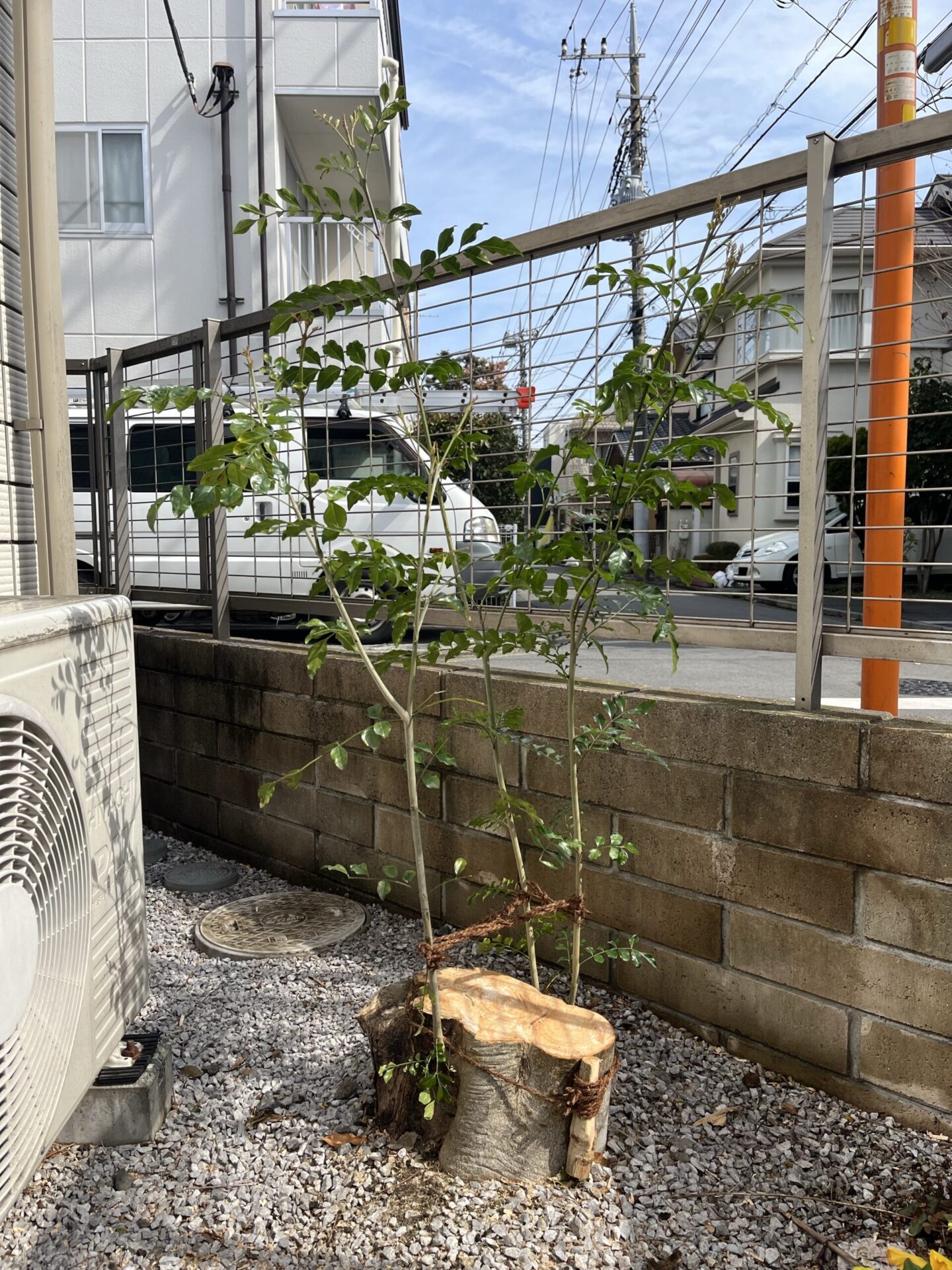 シマトネリコ　萌芽更新後の様子