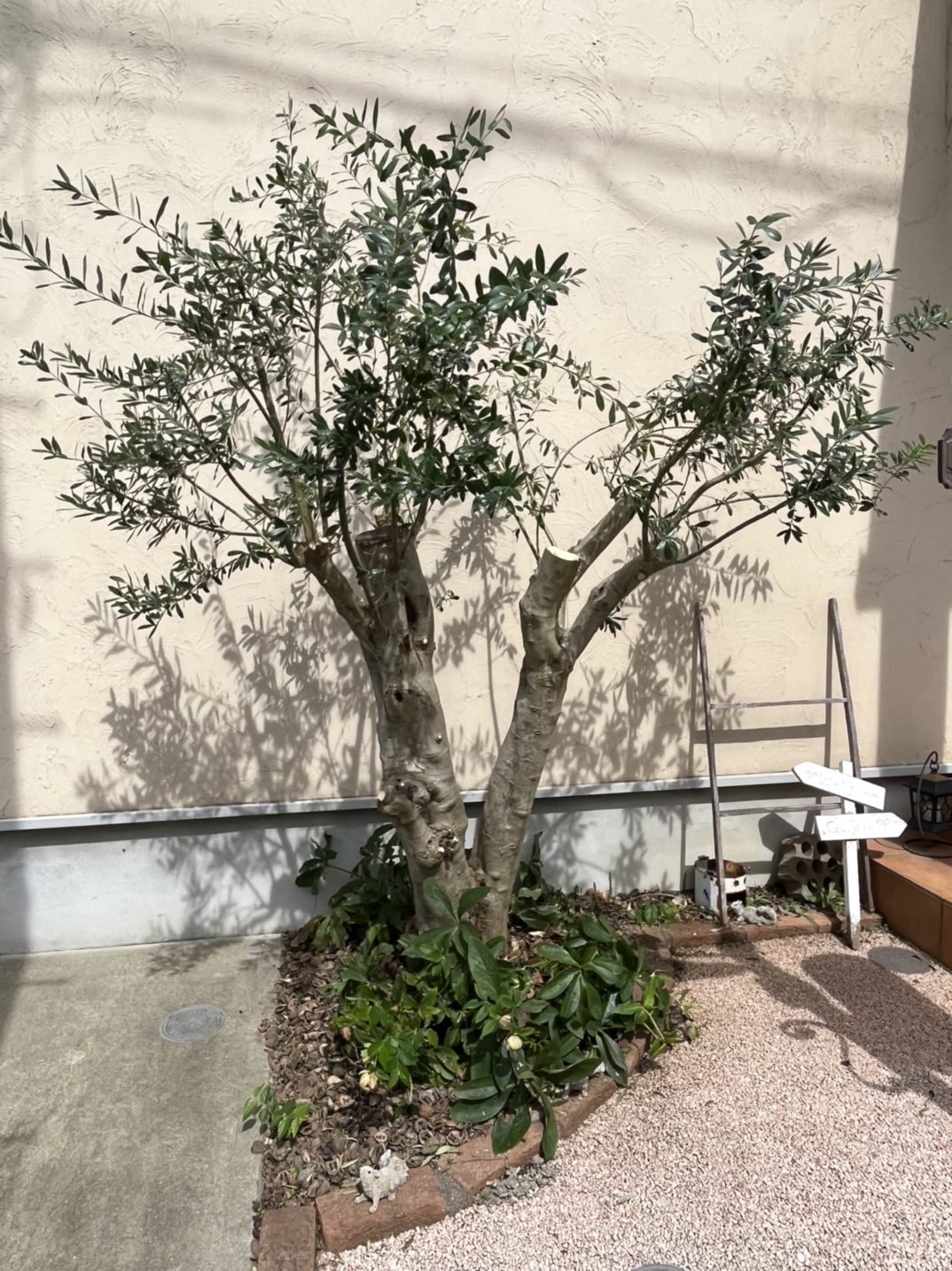 オリーブの枝 剪定 1メートル程 オリーブ剪定の方法！最適な時期や健康