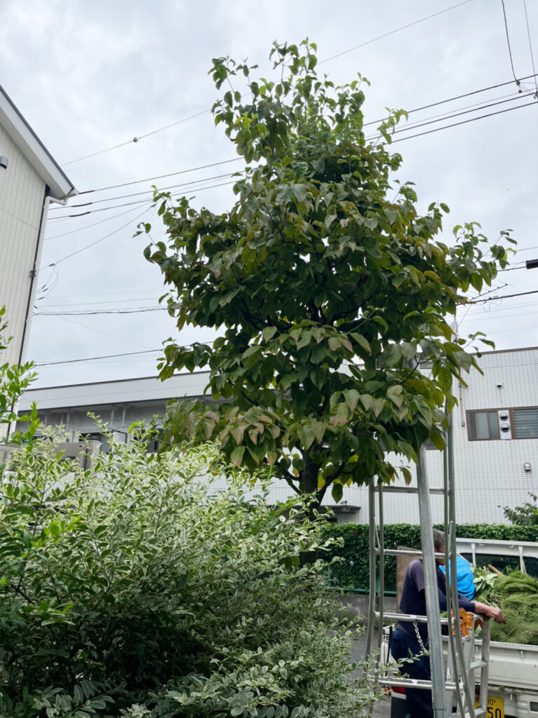 ハナミズキの剪定前の様子＠三鷹市