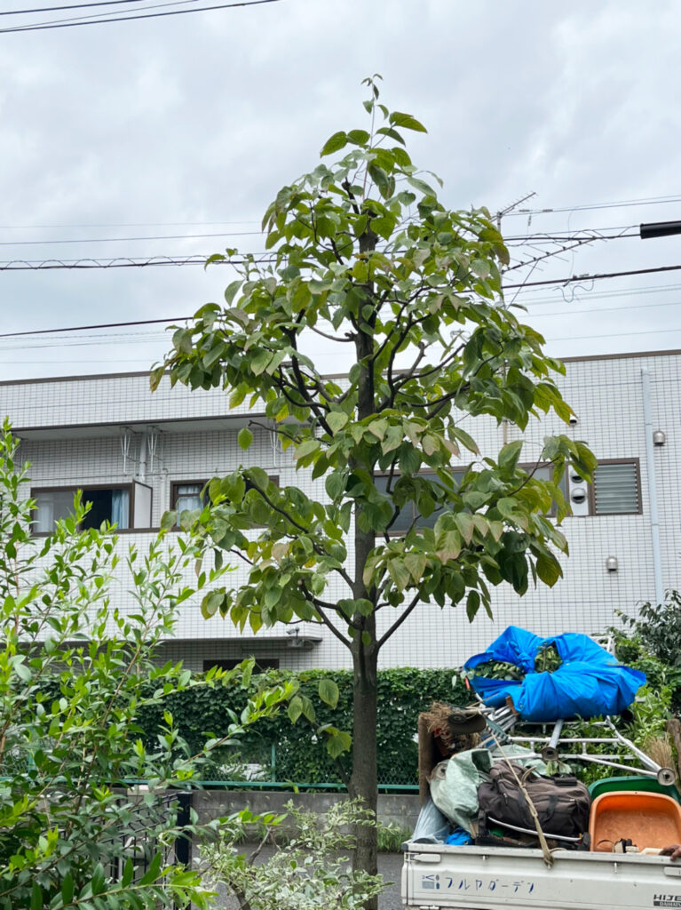 ハナミズキの剪定後の様子＠三鷹市