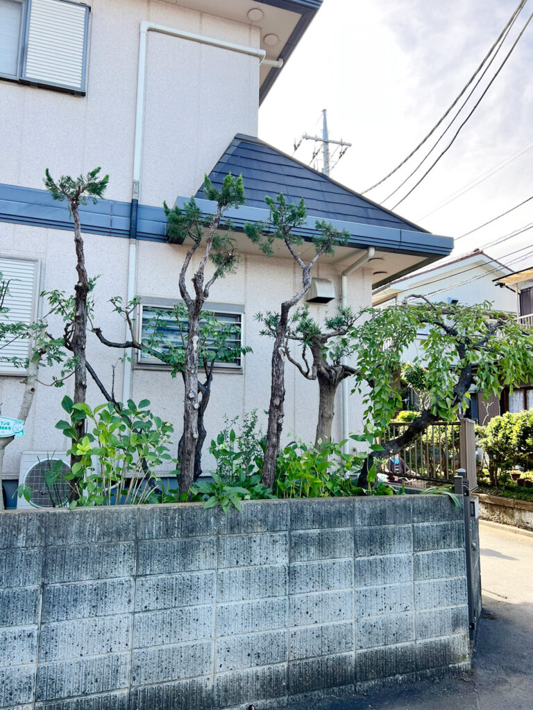 カイヅカイブキ、シダレウメ等の剪定と灌木、下草類の整理後の様子