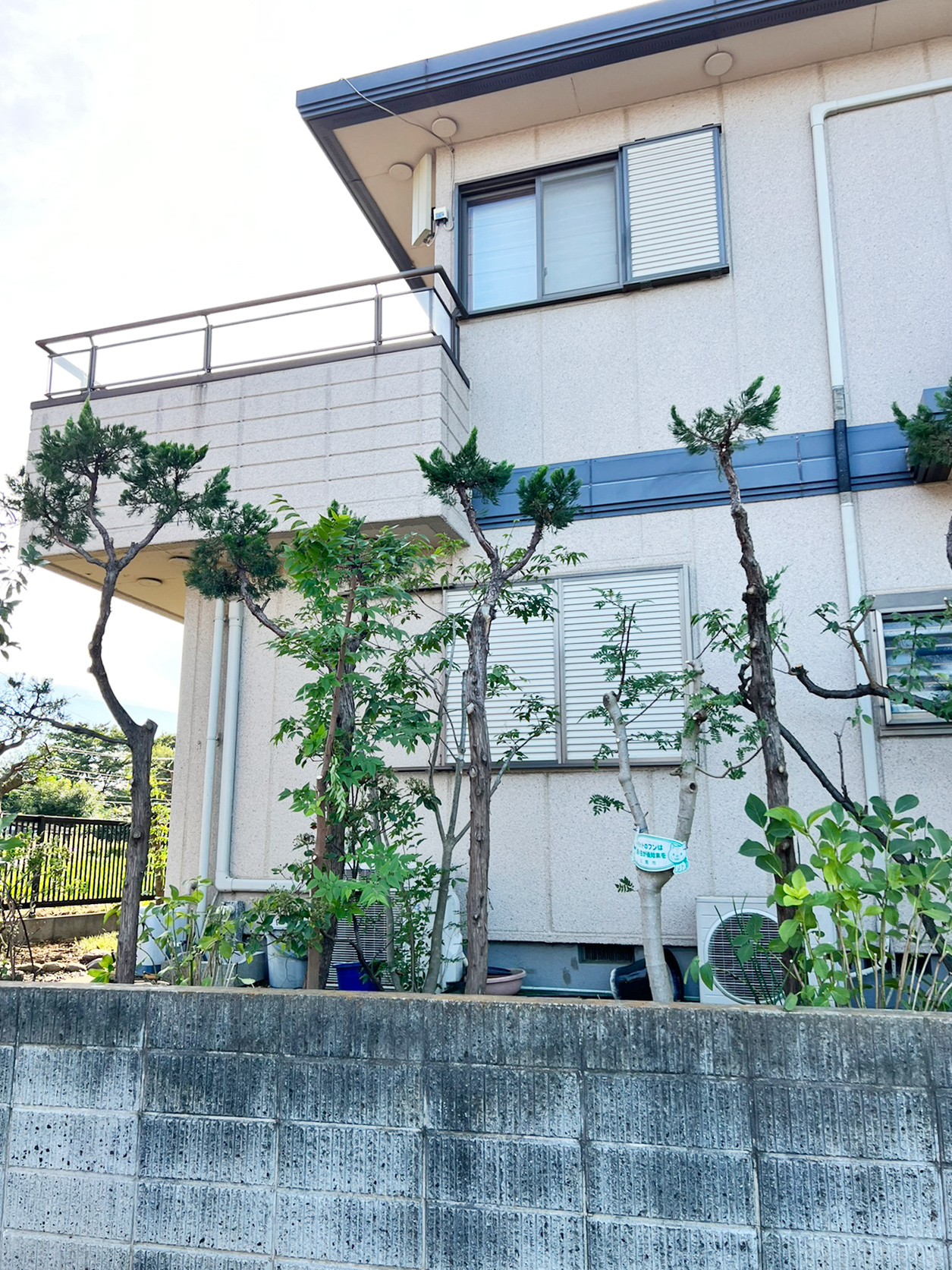 カイヅカイブキ、シダレウメ等の剪定と灌木、下草類の整理＠三鷹市 | フルヤガーデン｜東京都小平市の植木屋 剪定・伐採・造園