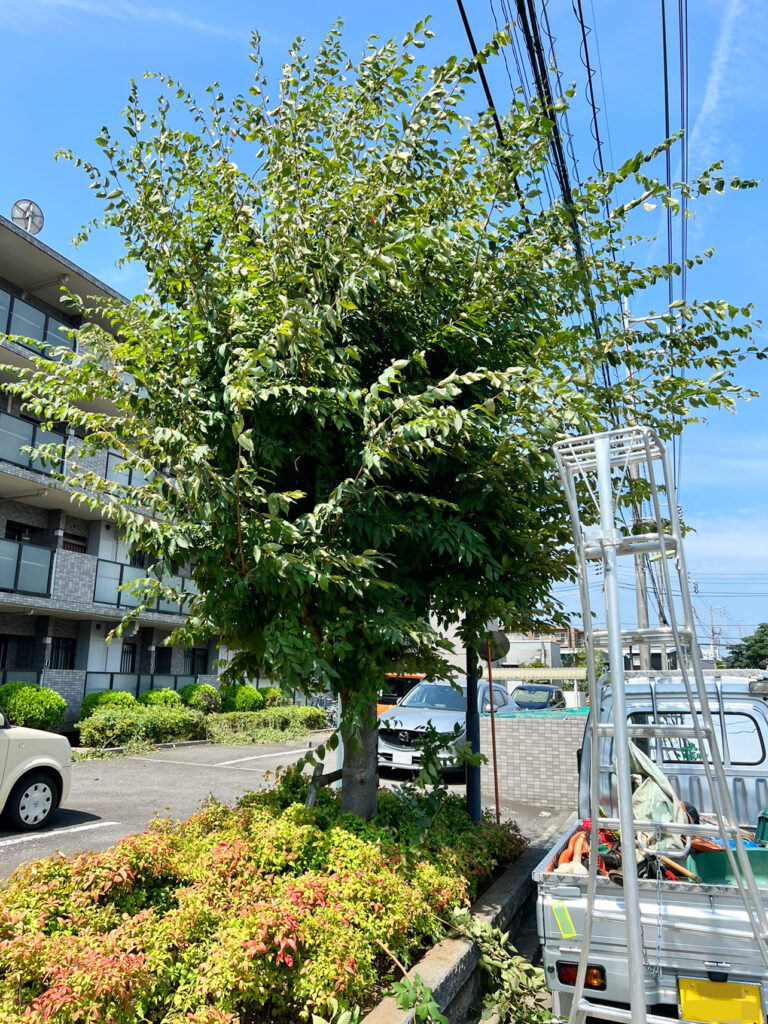 ケヤキ中木_剪定前の様子