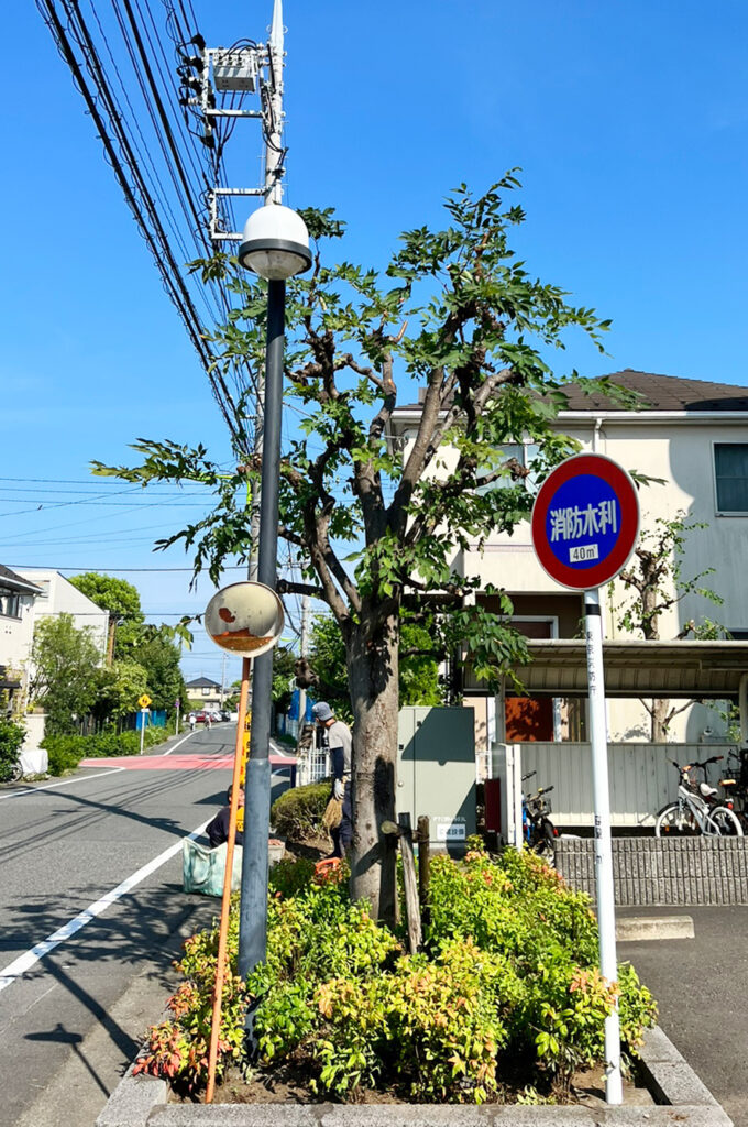 ケヤキ中木_剪定後の様子