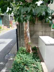 高木のユーカリ伐採と除草剤注入＠杉並区高円寺_伐採前2