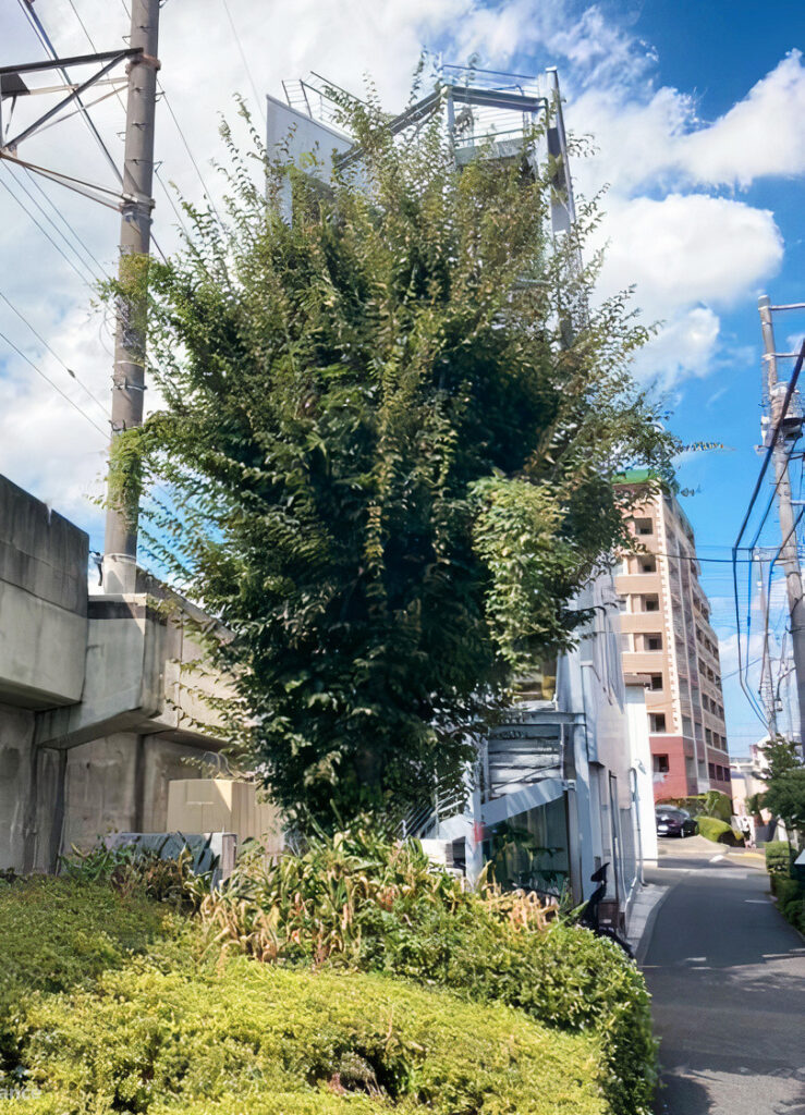 ケヤキの高木の強剪定＠国分寺市 対応前