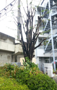 ケヤキの高木の強剪定＠国分寺市 対応後