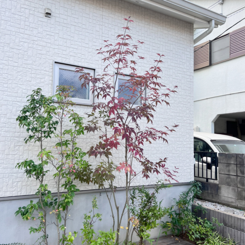 ヤマボウシ フルヤガーデン 東京都小平市の植木屋 剪定 伐採 造園工事