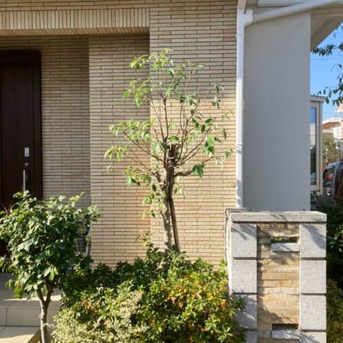 ヤマボウシ フルヤガーデン 東京都小平市の植木屋 剪定 伐採 造園工事