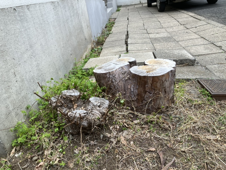 切株の掘下伐採＠世田谷区 対応前