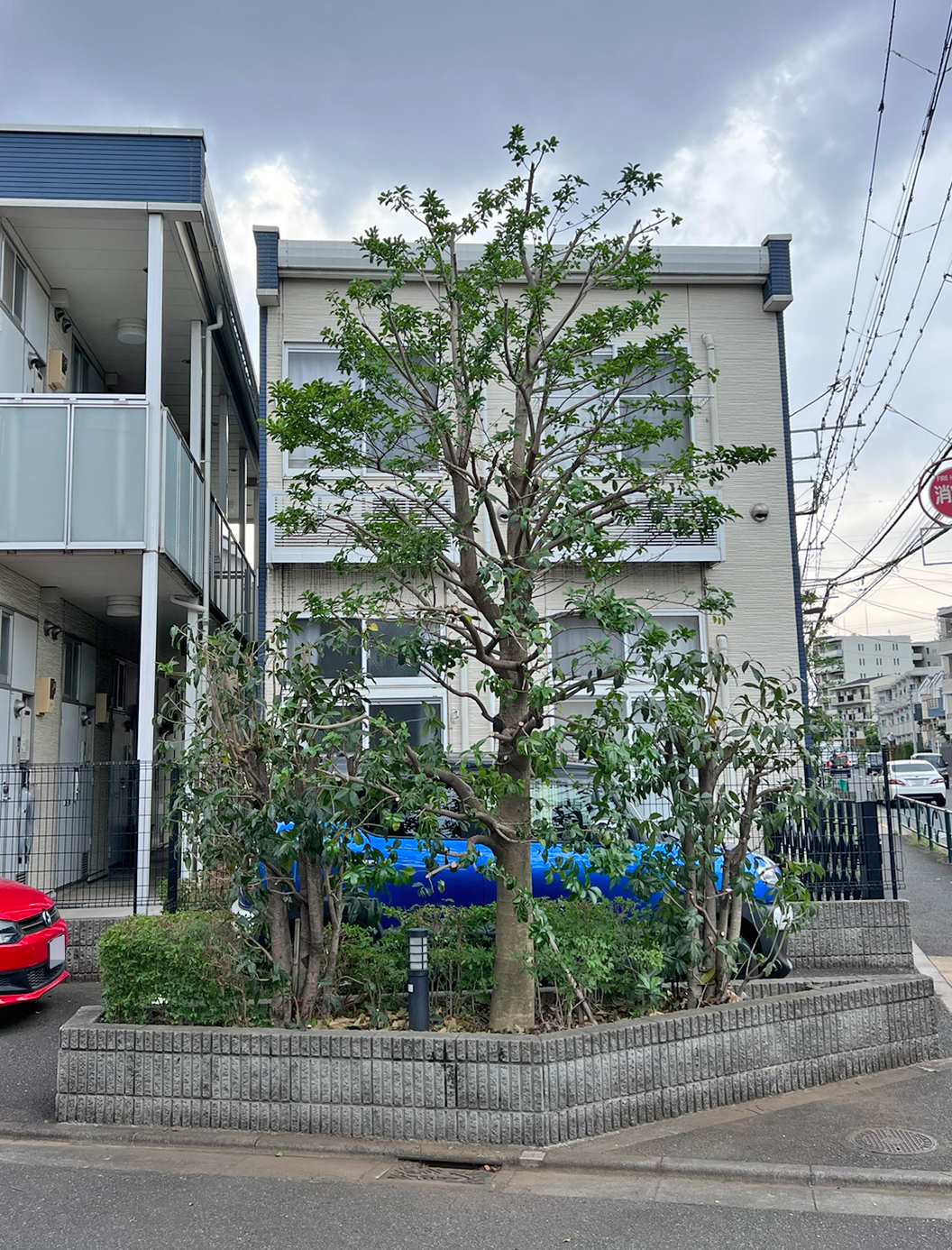 マンションの植栽整理作業2