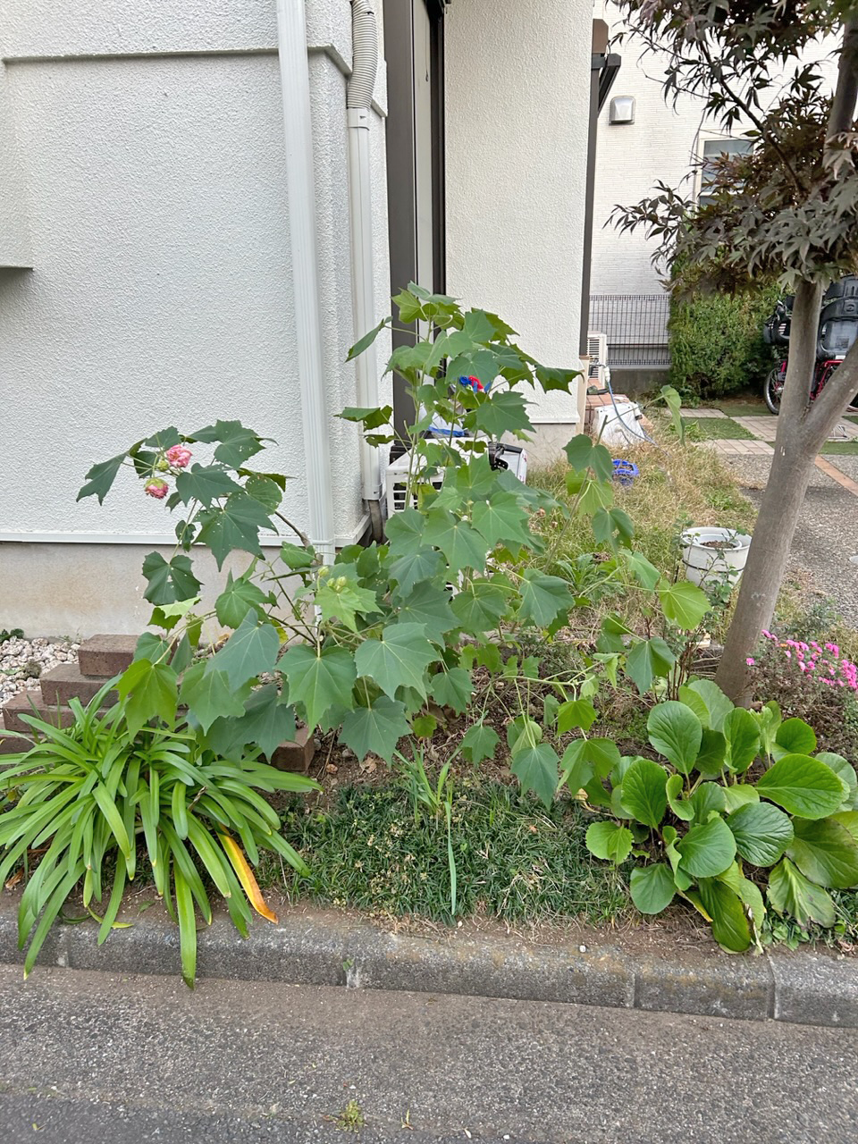 生垣カイヅカイブキ、フヨウ、灌木の手入れ＠狛江市 作業後4