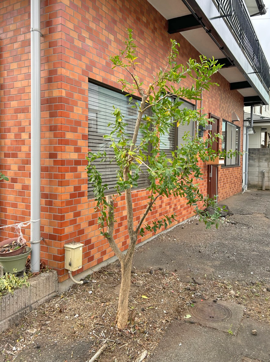 伐採と剪定作業、防草シート施工＠昭島市 作業後1