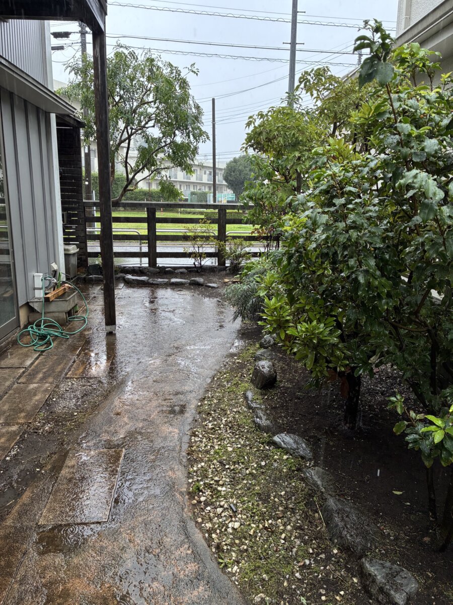 シマトネリコ、常緑ヤマボウシ剪定ほか@府中市_作業後02
